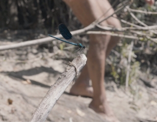 Tutto l'oro che c'è (Gold Is All There Is)