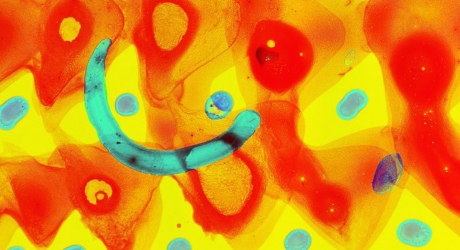 Promenons-nous dans les bois...